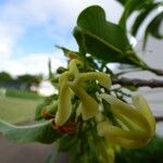 Tabernaemontana persicariifolia Flower