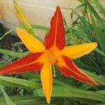 Hemerocallis fulvaЦвят