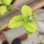 Jasminum auriculatum Leaf