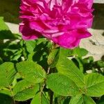 Rosa damascena Mill.Flower