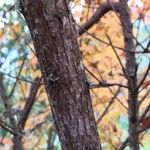 Cotinus obovatus Casca