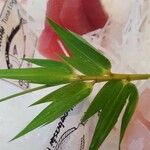Bambusa vulgaris Deilen