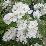 Exochorda racemosa Flor