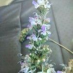 Pseudocaryopteris bicolor Flor