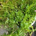 Portulaca umbraticola List