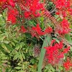 Crocosmia aurea Flor