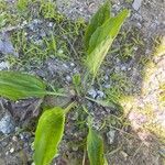 Plantago rugelii Folha