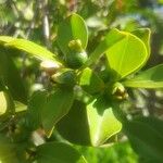 Psidium cattleyanum Fruchs