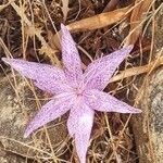 Colchicum variegatum Flower