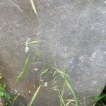 Anisantha sterilis Fula