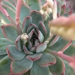 Echeveria colorata List