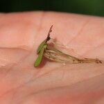 Spirodela polyrhiza Leaf