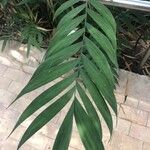 Chamaedorea microspadix Leaf