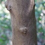 Tricalysia longituba Casca