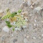Anisosciadium orientale Libunga