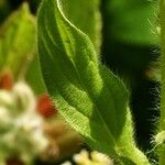 Echium plantagineum Hoja