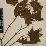 Acer campbellii Kita