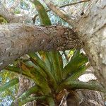 Aechmea distichantha Leaf