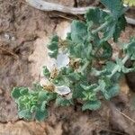 Teucrium freynii Flor