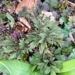 Dicentra formosa Hoja