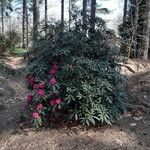 Rhododendron arboreum Habitat