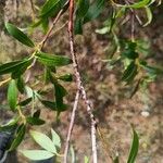 Salix acutifolia Corteza
