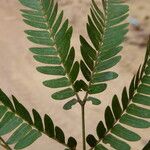 Osodendron altissimum Leaf