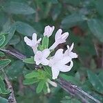 Lonicera caerulea Flor