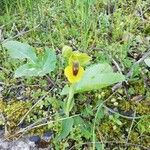 Ophrys luteaΛουλούδι