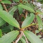 Rhizophora racemosa Лист