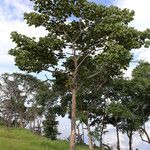 Sterculia quinqueloba Hábito