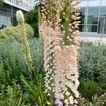 Eremurus robustus Flower