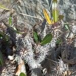 Pachypodium rosulatum Other