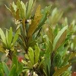 Pittosporum dzumacense Характер