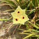 Dietes bicolor Цвят