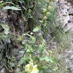 Antirrhinum latifolium Hábito