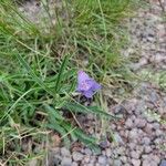 Penstemon laetus Flor