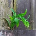 Jasminum beesianum Blatt