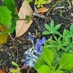 Lupinus subcarnosus Flower