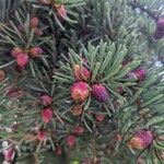 Picea omorikaFrukto