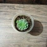 Echeveria minima List