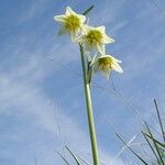 Fritillaria liliacea Floare