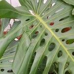 Monstera deliciosa Liebm.Foglia