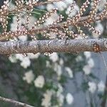 Tamarix parviflora Bark