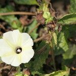 Ipomoea obscura Blüte