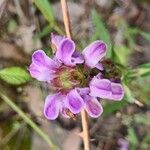 Prunella hyssopifoliaFlors