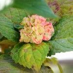 Hydrangea macrophyllaList