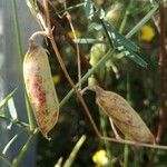 Vicia peregrina Fruto