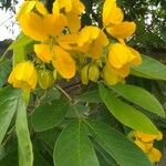 Senna macranthera Flower