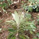 Gmelina evoluta Hábito